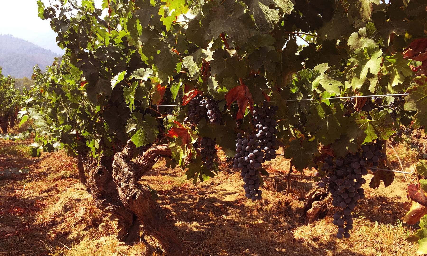 Organic practices in the vineyard