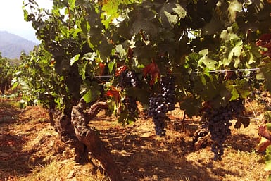 Organic practices in the vineyard