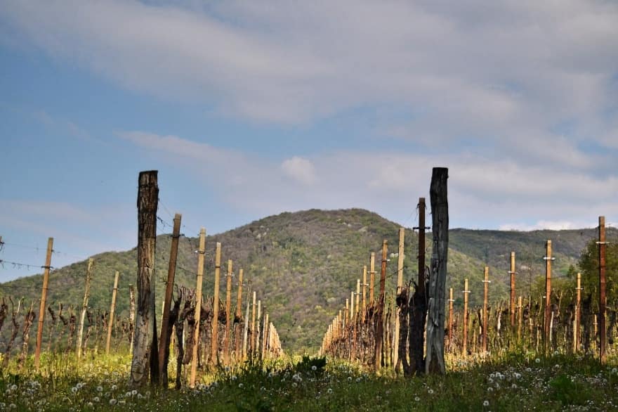 Tralci di Vita Vine